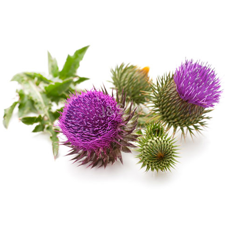 2016 Latest Design 
 Milk Thistle Extract Factory in United Arab Emirates